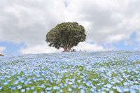【千葉・富津】100万本が満開！マザー牧場で「ネモフィラ」が見頃、GWは青空と花の絶景コラボへ