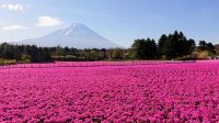 【山梨・富士河口湖】ご自宅にもピンクの絶景を！富士芝桜まつりで恒例の「芝桜の株掘り体験」を5月23日(土)・24日(日)に開催