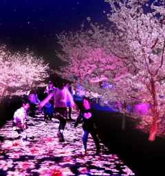 夜桜ピンクのライトアップ