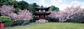 勧修寺 桜に囲まれた観音堂