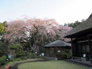 秩父宮記念公園の枝垂れ桜