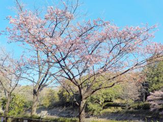 寒桜（かんざくら）※2020年2月5日三ツ池公園で撮影