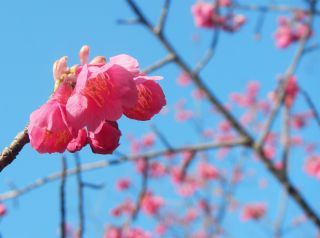 寒桜（かんざくら）※三ツ池公園で撮影