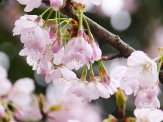 大寒桜（おおかんざくら）※三ツ池公園で撮影