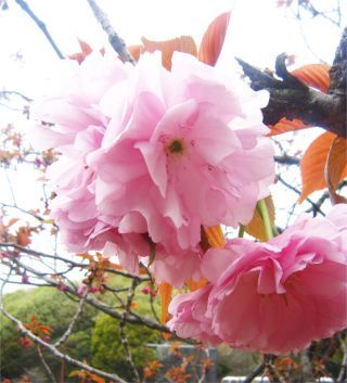 関山（かんざん）※三ツ池公園で撮影