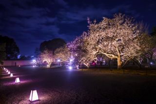 桜の園『ライトアップ』
