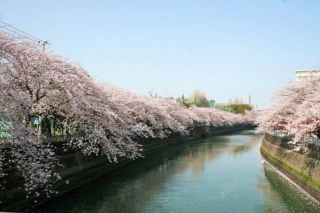 大岡川沿い桜並木の様子