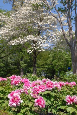 東松山市の花