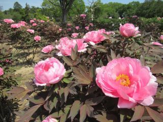 八千代椿（東松山ぼたん園）