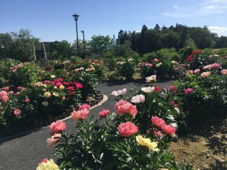 花畑を一望できる展望台が人気