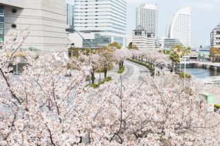 さくら通り（過去の画像）