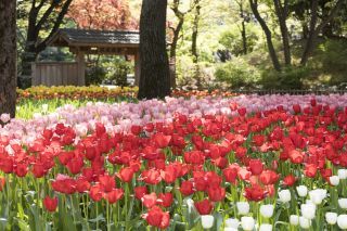 横浜公園（過去の画像）