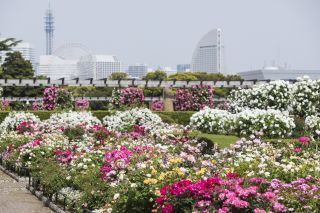 歴史と文化あふれる横浜に60万本の花々が咲き誇る ガーデンネックレス横浜21 3月27日 土 から開催 花見特集21