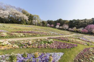 里山ガーデンの大花壇（過去の画像）