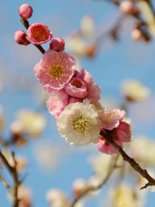 多様な咲き分けが素晴らしい「輪違い（りんちがい）」