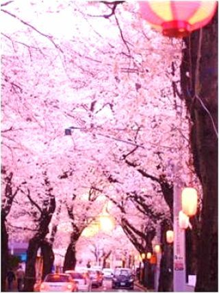 常盤平さくら通りの桜