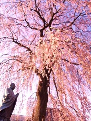 伝法寺のしだれ桜