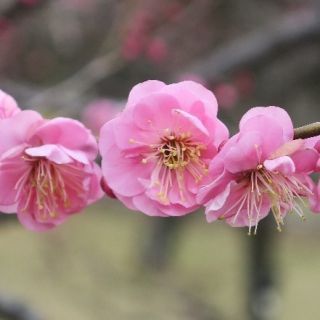 ウメ‘未開紅’（過去の開花の様子）