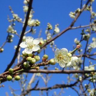 ウメ‘月影’（過去の開花の様子）