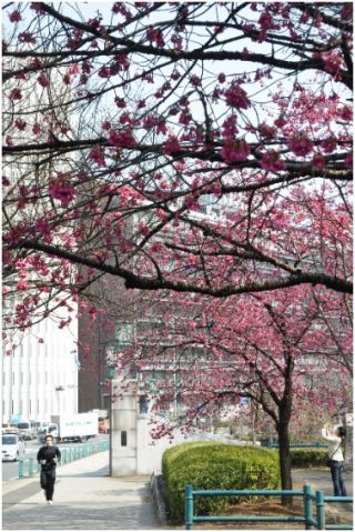 代官町通り・寒緋桜並木