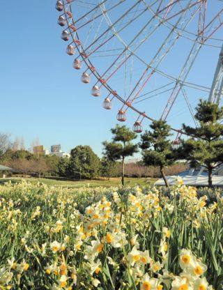 葛西臨海公園のスイセン（昨年の様子）1