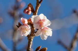 令和5年1月5日現在（開花直後）