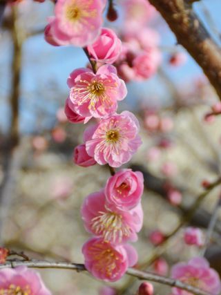 優雅にしだれる淡紅色の八重咲き大輪の「藤牡丹枝垂」