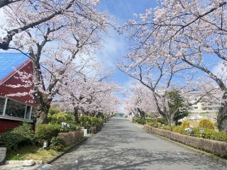 桜並木(昨年の様子)