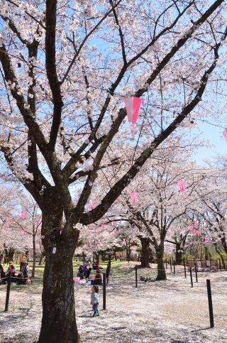 4年ぶりに懐古園内の飲食も解禁！