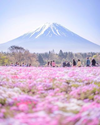 春の富士山を彩る