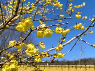 国営讃岐まんのう公園「早春フェスタ」