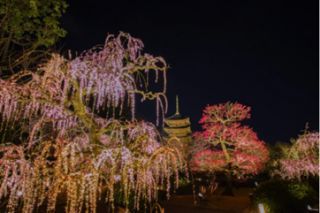 そうだ 京都、行こう。東寺