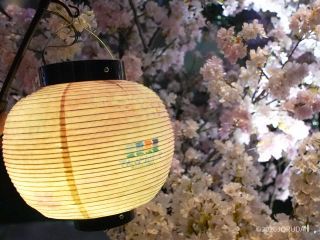 提灯を持って夜桜の雰囲気を楽しもう