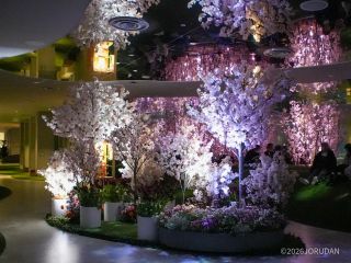 幻想的な夜桜に大変身