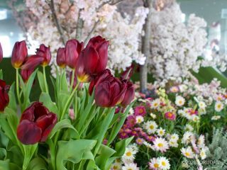 華やかな花々でお気に入りの一枚を