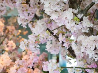 枯れない桜、5月までいつ来ても満開です！
