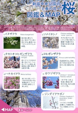 新宿中央公園 桜図鑑＆MAP①