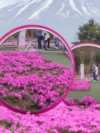 鏡面に広がる芝桜も見どころのひとつ