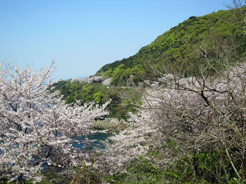 湯の児海岸道路桜並木