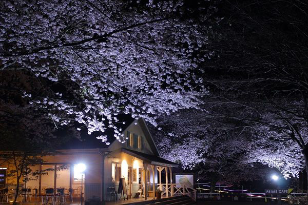 “夜桜ライトアップ