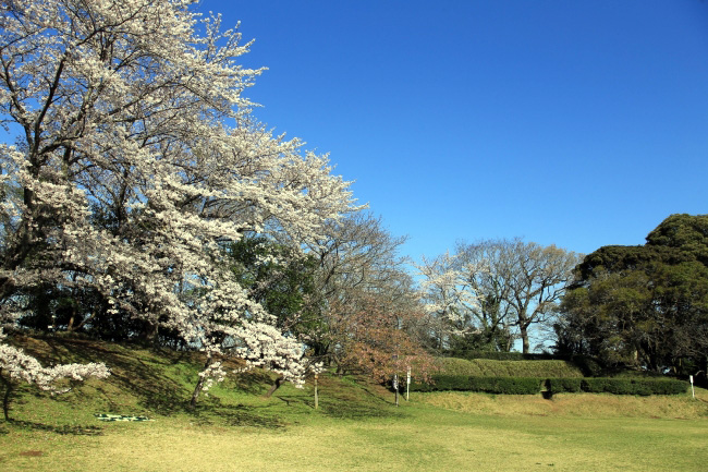 佐倉城址公園の本丸跡を彩る桜