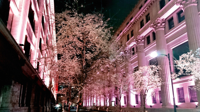 日本橋三越本店で 江戸桜祭り を開催 中央通りと江戸桜通り沿いの桜ライトアップも 花見特集