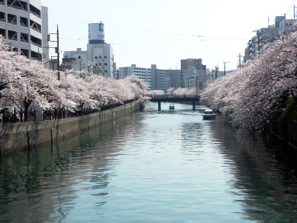 大岡川の桜並木