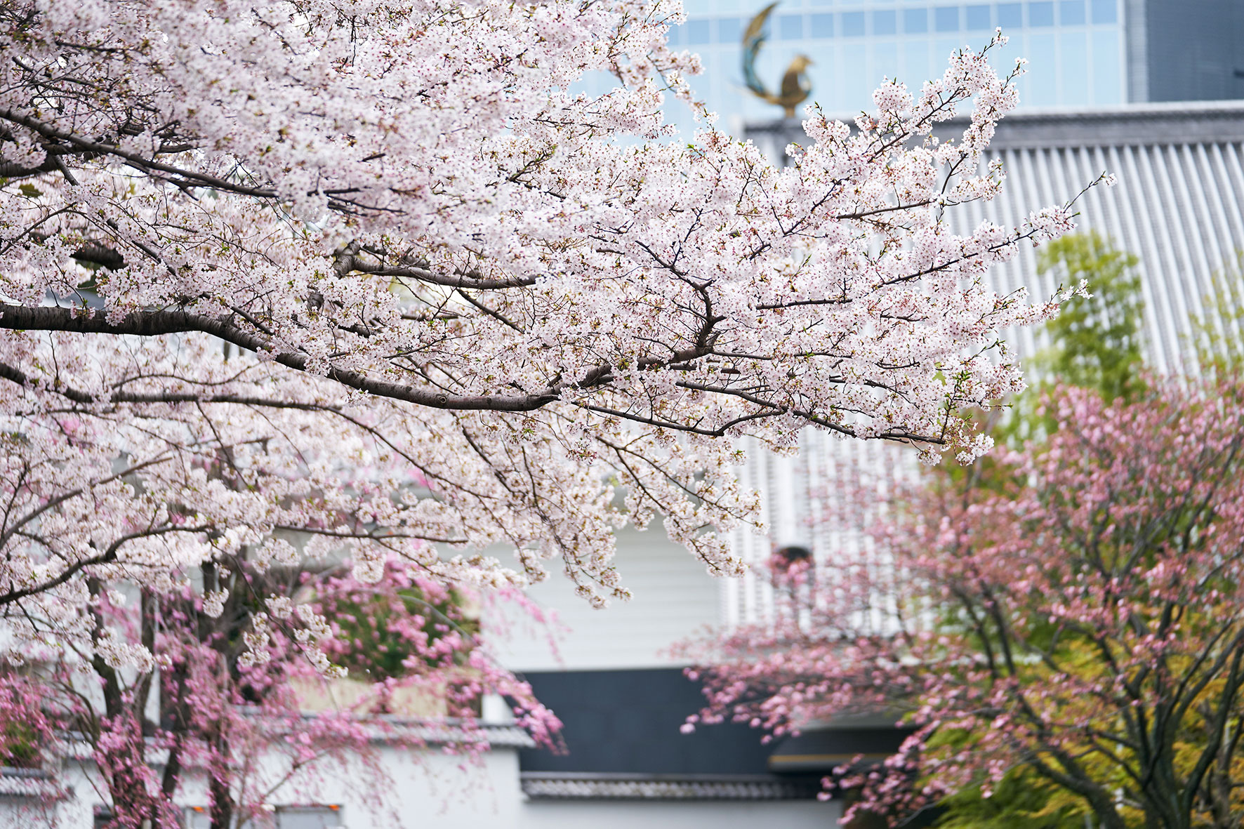 桜の時期のホテル雅叙園東京(外観)