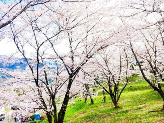 山梨県で唯一桜の名所百選に選出された 大法師公園 で桜の植樹プロジェクト開催決定 花見特集21