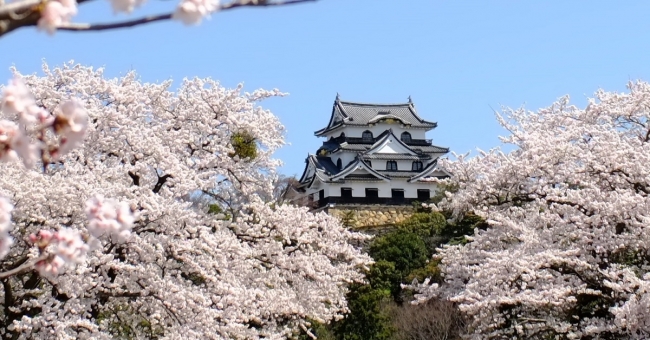 彦根城桜まつり2019