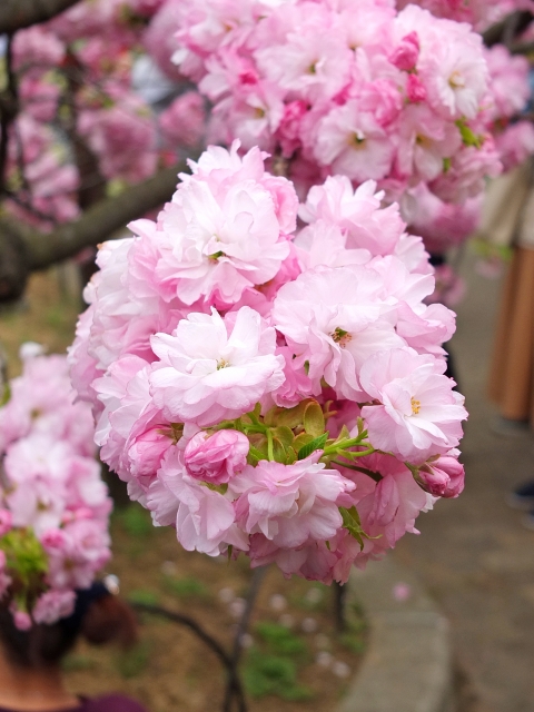 大阪・造幣局「通り抜けの桜」2019年の今年の花は「紅手毬（べにてまり