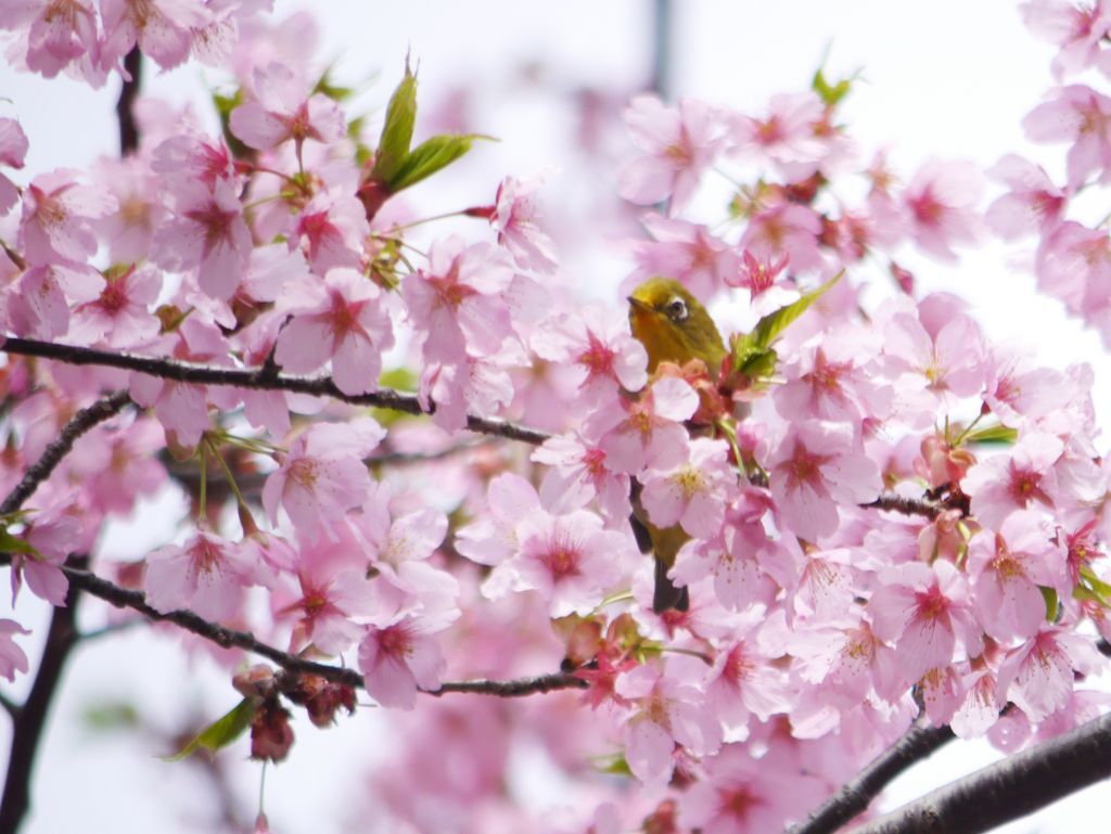 修善寺寒桜（しゅぜんじかんざくら）※三ツ池公園で撮影