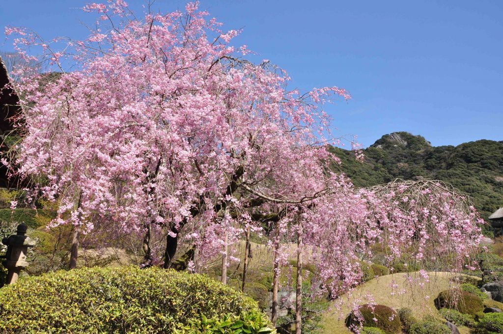 日本庭園慧洲園　枝垂れ桜