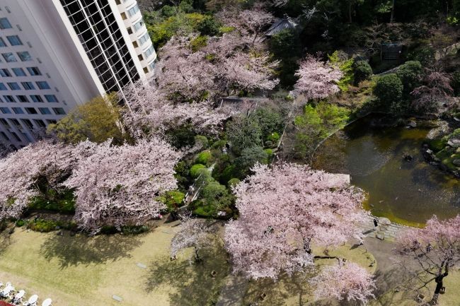 客室から見下ろした日本庭園の桜